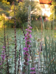 Wzwz Schwaigerbachweiher 24