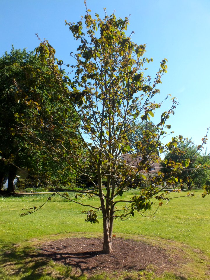 Wzwz tree 08a Davidia involucrata var. vilmoriniana