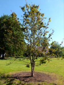 Wzwz tree 08a Davidia involucrata var. vilmoriniana