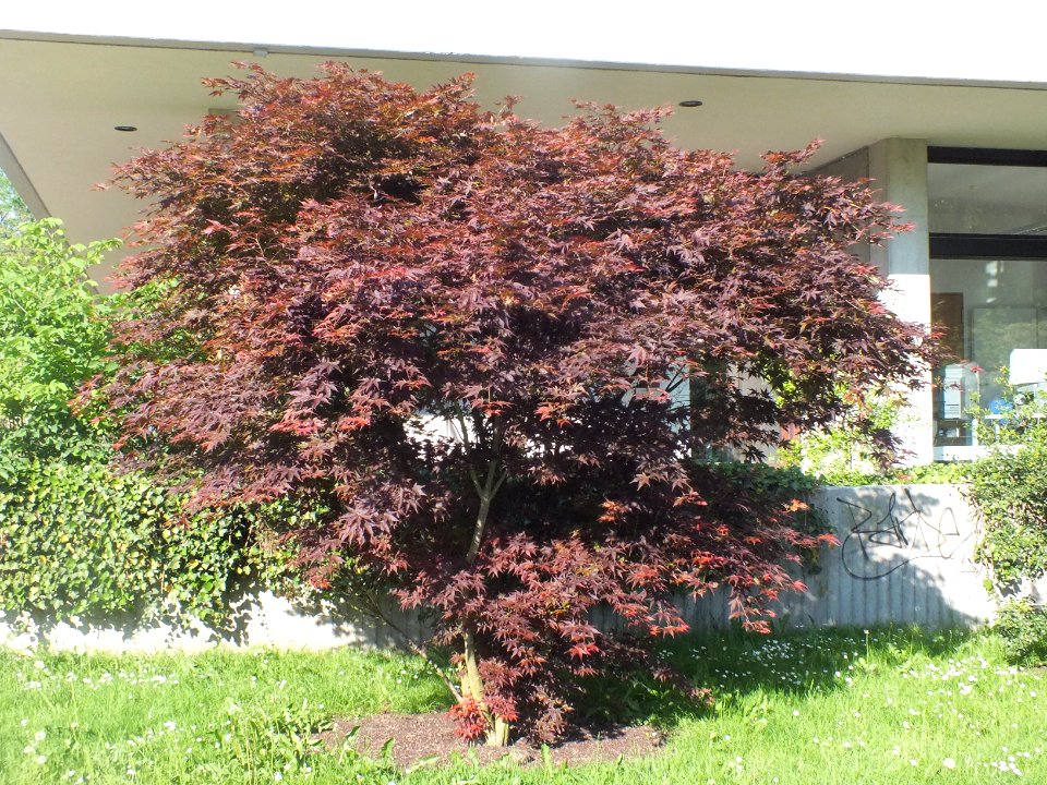 Wzwz tree 06a Acer palmatum 'Osakazuki'
