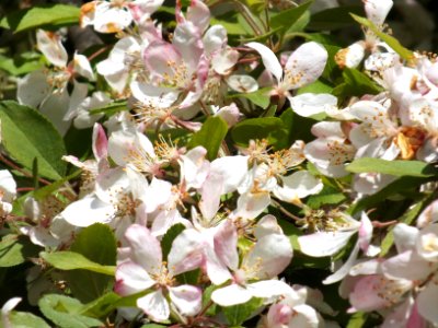 Wzwz tree 04d