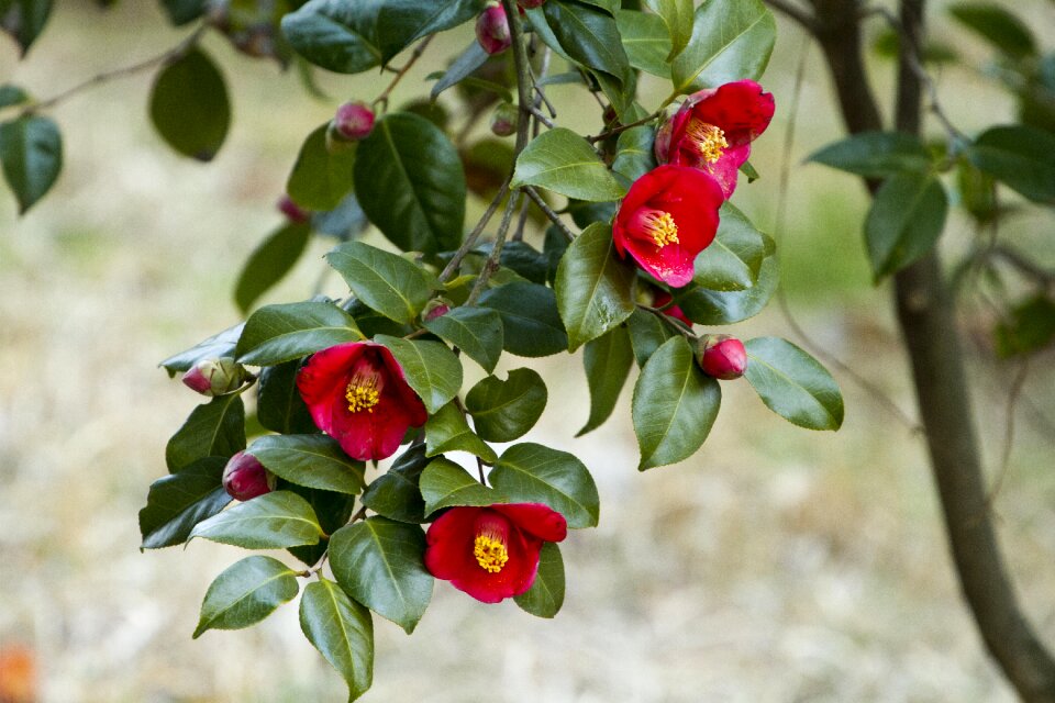 Leaf plants camellia flower
