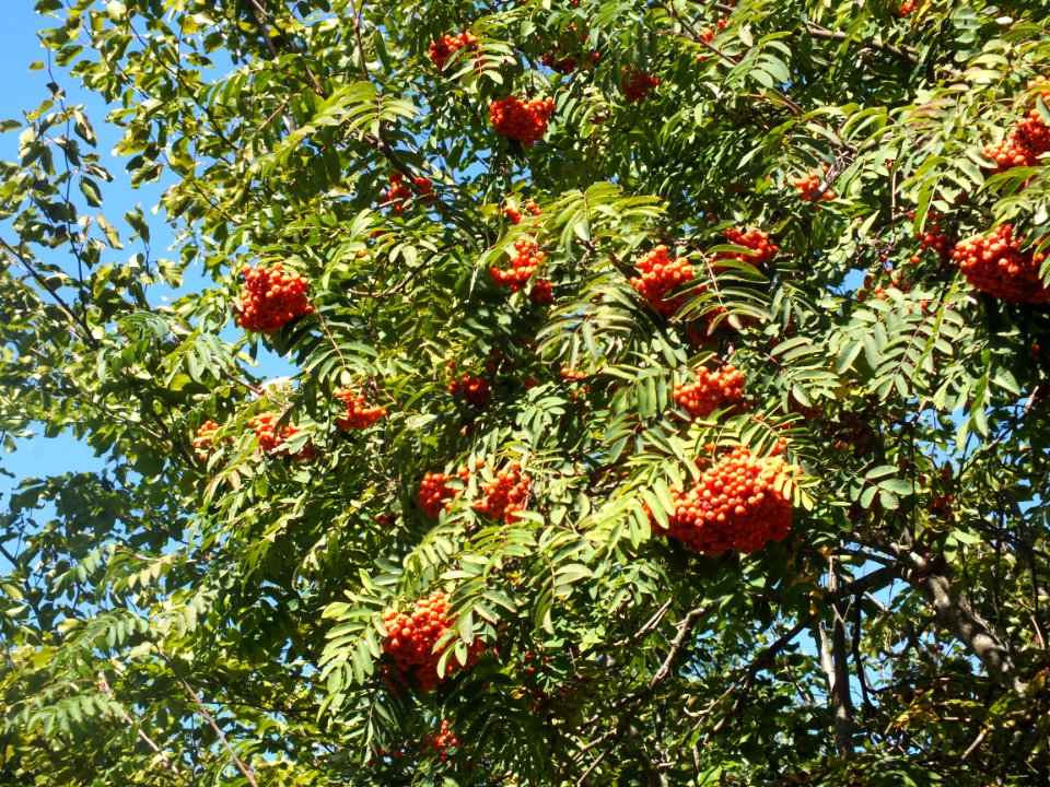 Wzwz tree 02b