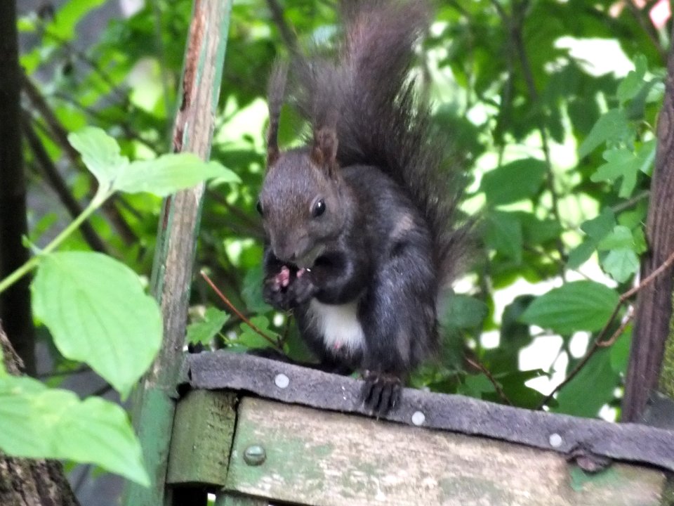 Wzwz squirrel 01a