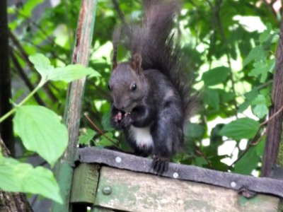 Wzwz squirrel 01a