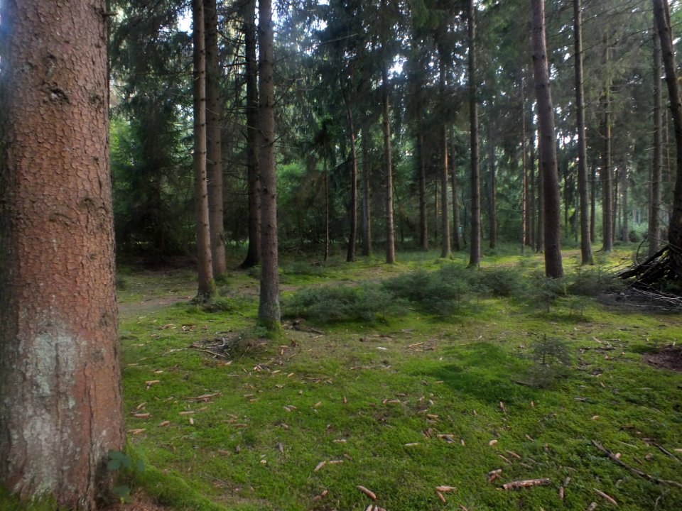 Wzwz Schwarzhoelzl 08