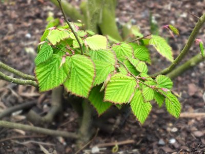 Wzwz tree 05a Corylopsis pauciflora