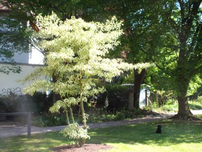 Wzwz tree 07b Cornus controversa 'Variegata'