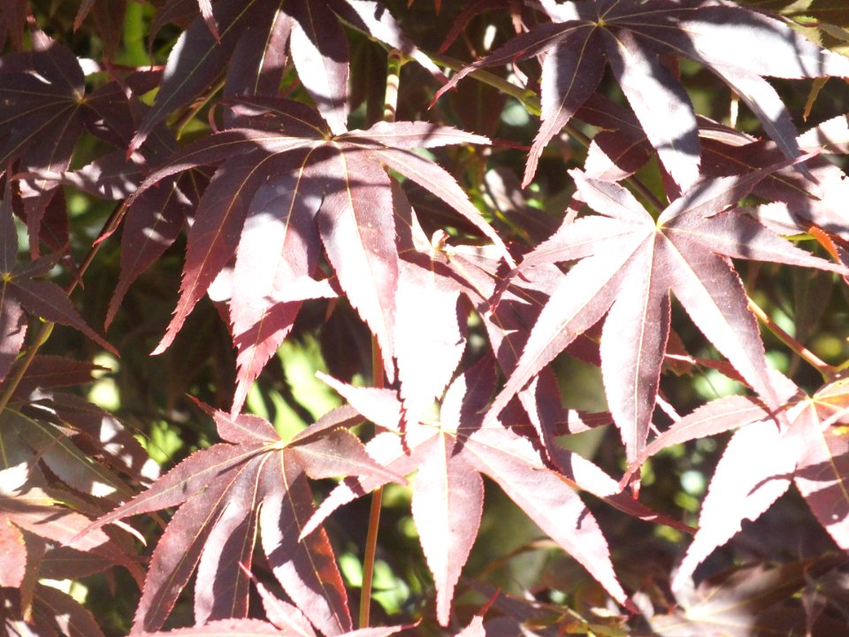 Wzwz tree 06c Acer palmatum 'Osakazuki'