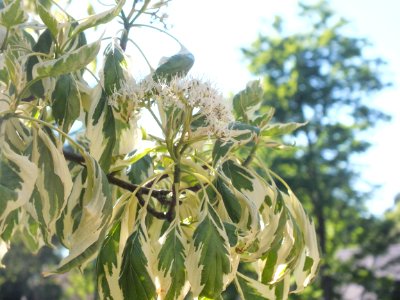 Wzwz tree 07f Cornus controversa 'Variegata'