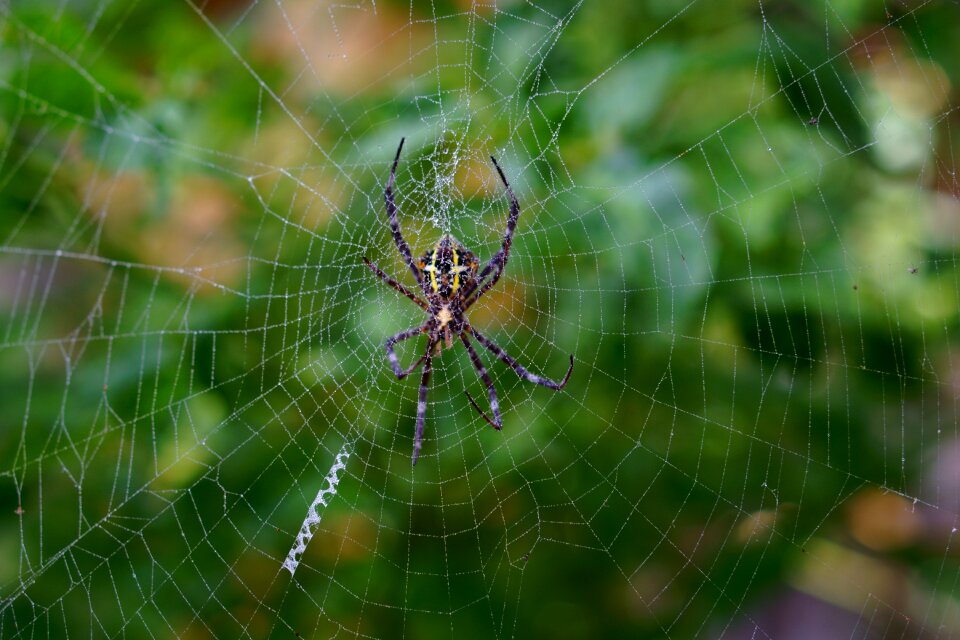 Arachnid trap insect