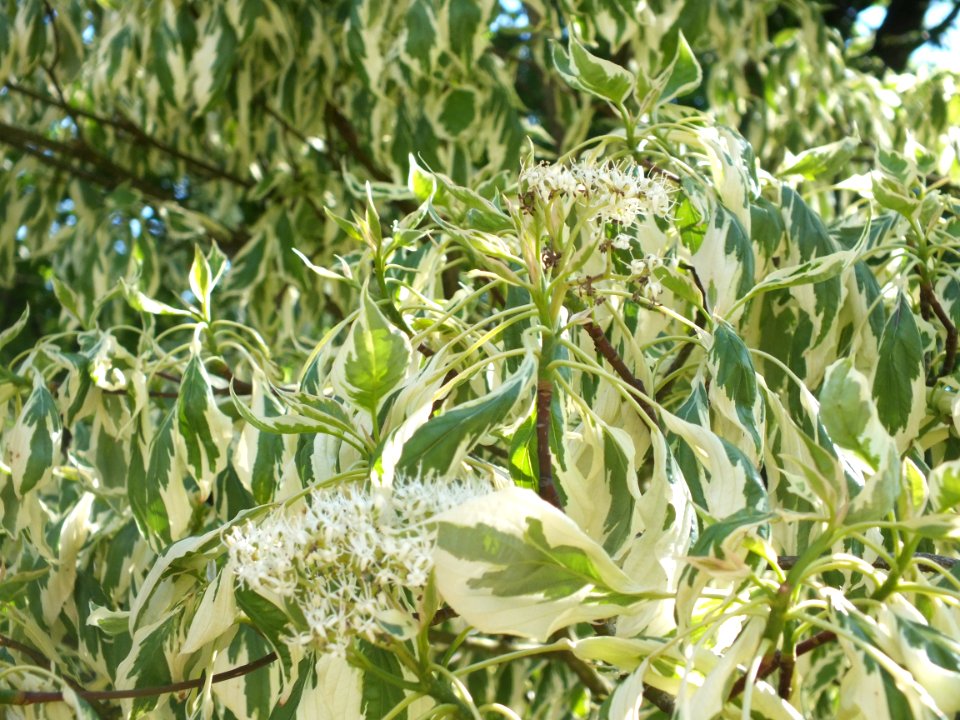 Wzwz tree 07e Cornus controversa 'Variegata'