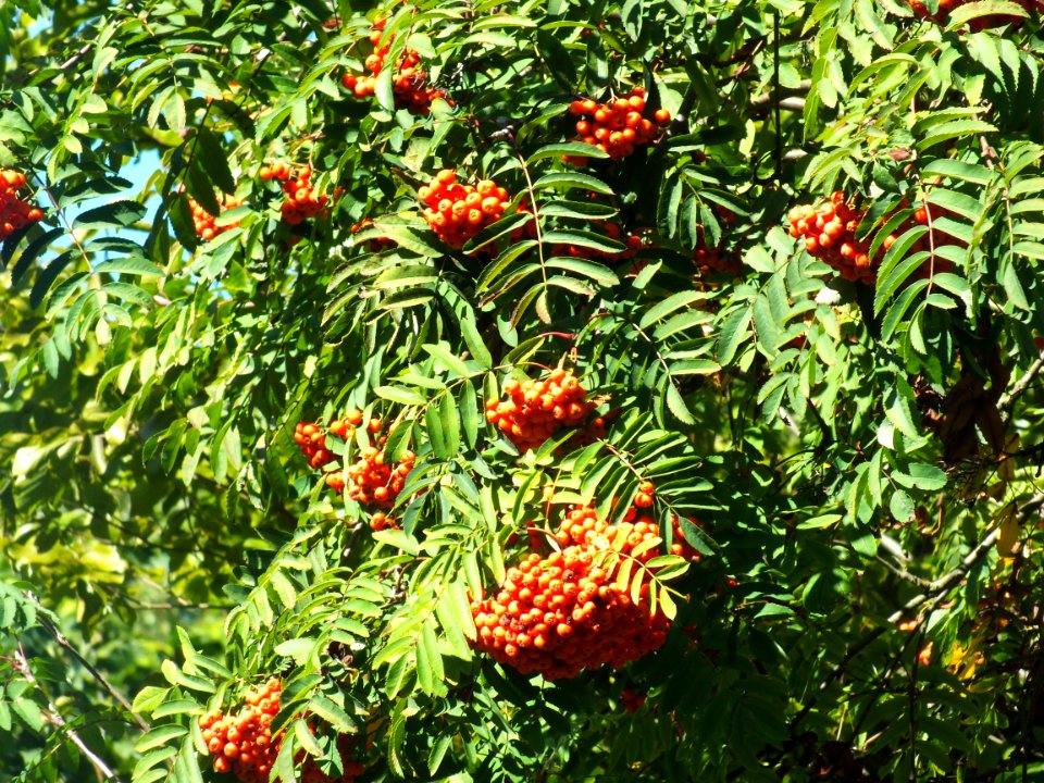 Wzwz tree 02c