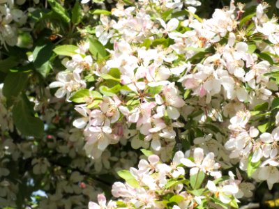 Wzwz tree 04c