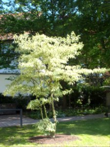 Wzwz tree 07a Cornus controversa 'Variegata'