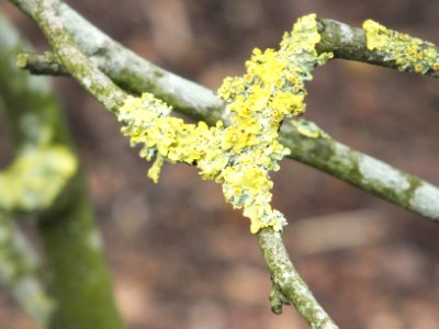 Wzwz tree 05b Corylopsis pauciflora