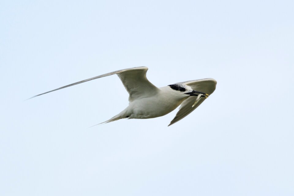Water bird fish bird
