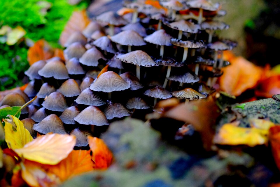Forest nature autumn