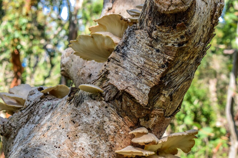 Wood outdoors environment