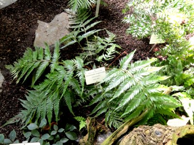 Woodwardia unigemmata - Botanical Garden in Kaisaniemi, Helsinki - DSC03637
