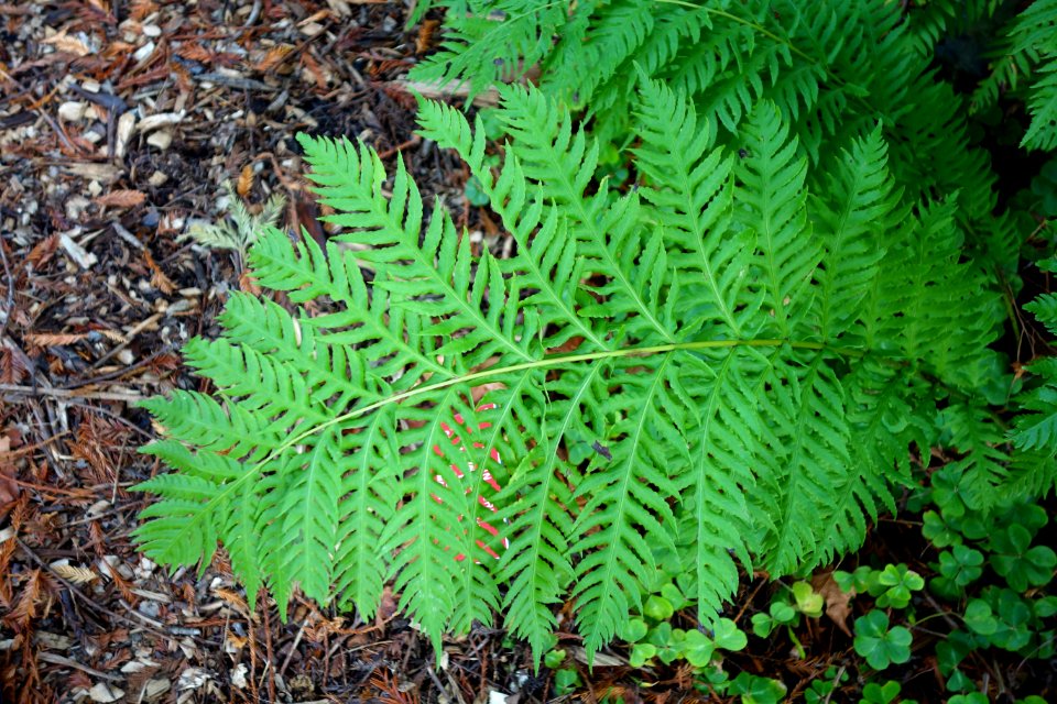 Woodwardia fimbriata - Regional Parks Botanic Garden, Berkeley, CA - DSC04414
