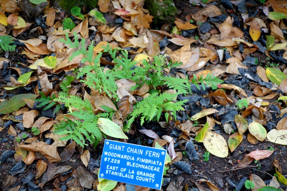 Woodwardia fimbriata - Regional Parks Botanic Garden, Berkeley, CA - DSC04585