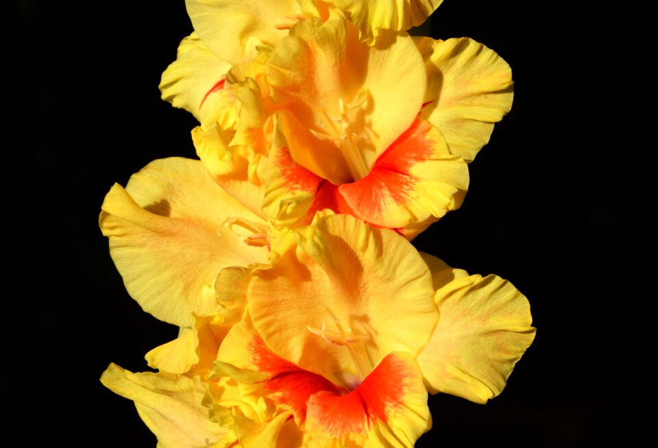 Sword flower blossom bloom
