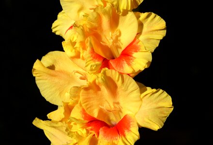 Sword flower blossom bloom