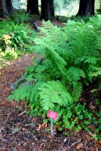 Woodwardia fimbriata - Regional Parks Botanic Garden, Berkeley, CA - DSC04413
