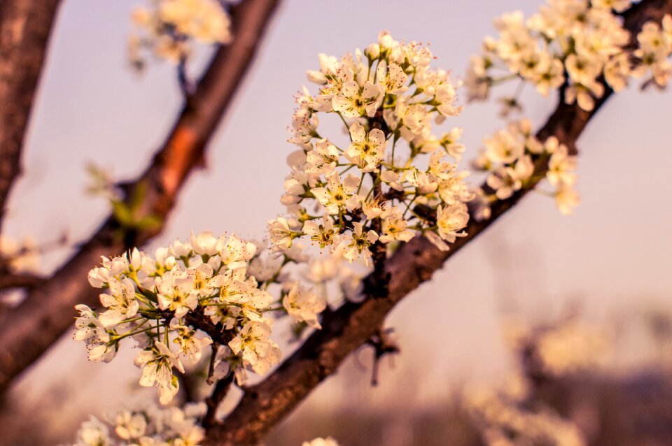 Petal bud fresh