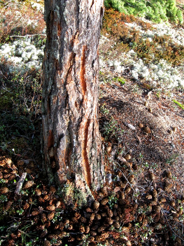 Woodpeckers workshop