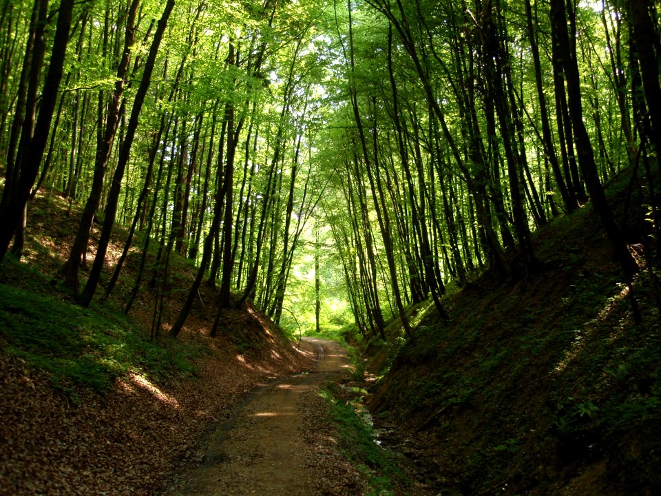 Woods near Pišece Castle