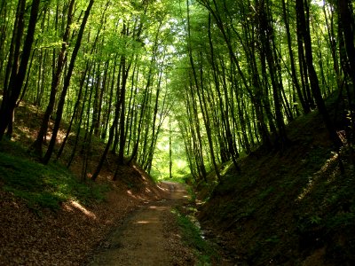 Woods near Pišece Castle