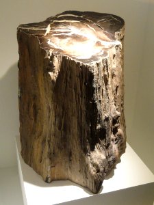 Woodworthia, Late Jurassic, Chinle Formation, Petrified Forest Member, Deschutes River Canyon, Deschutes County, Oregon, USA - Houston Museum of Natural Science - DSC01832