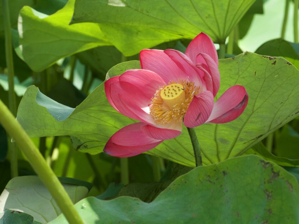 Flowers lotus lotus leaf