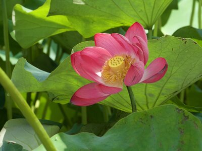 Flowers lotus lotus leaf photo