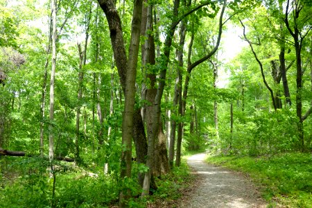 Woods, Dawes Arboretum - DSC02966