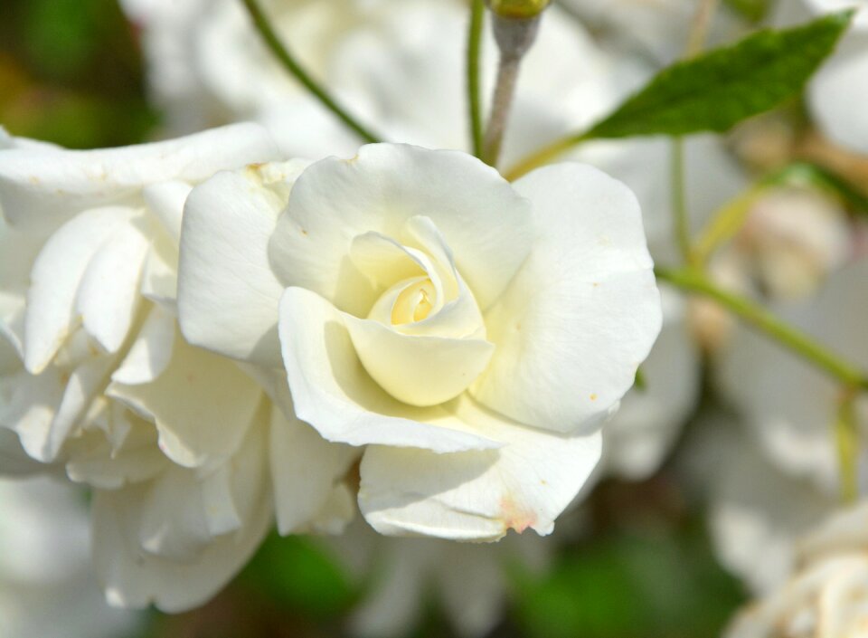Purity offer bouquet
