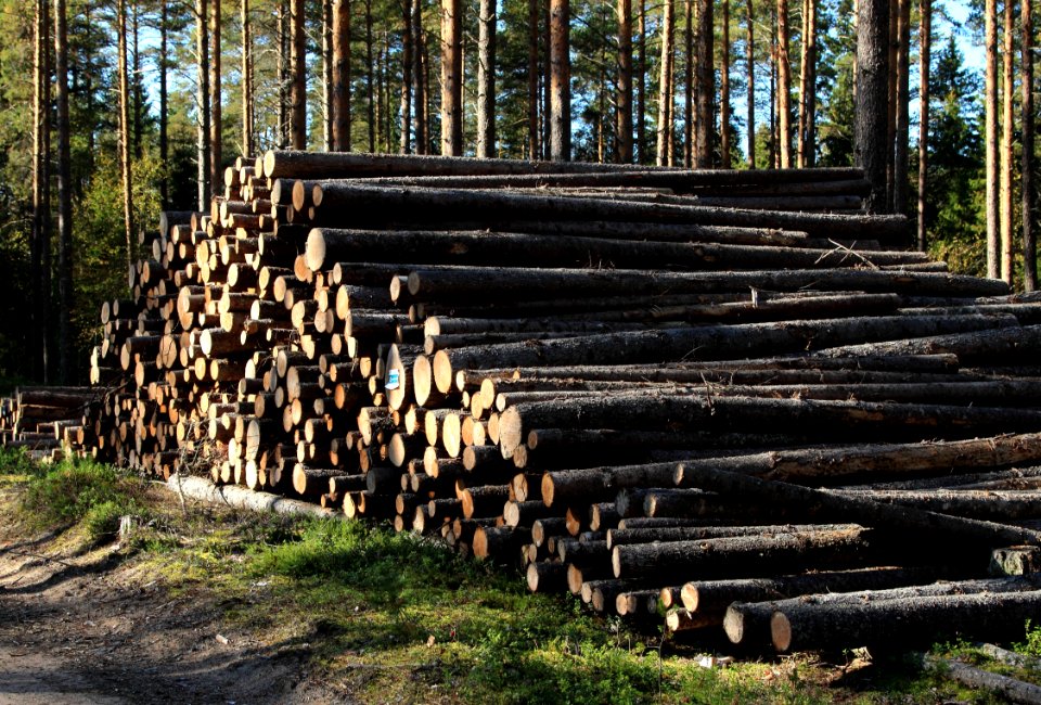 Woodpile Haukipudas Oulu 20150913 01