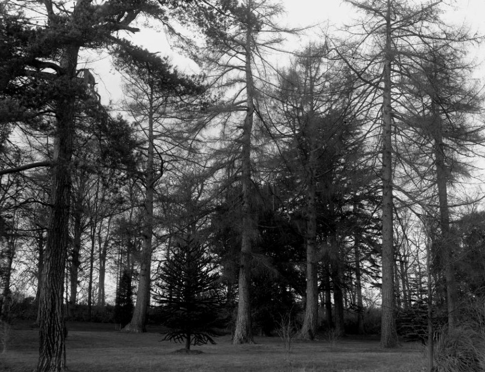 Woodland (1293441)