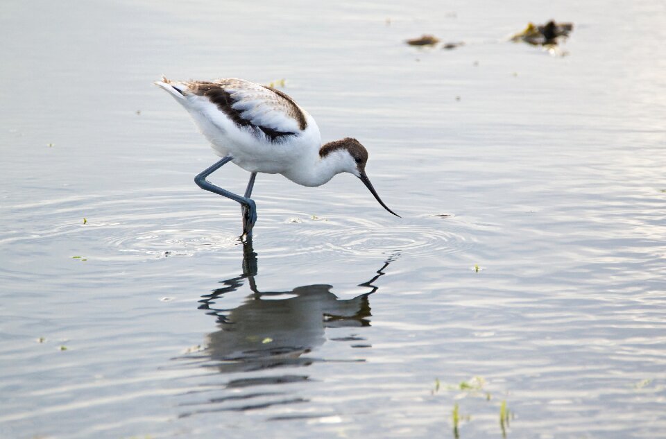 Water bird young animals