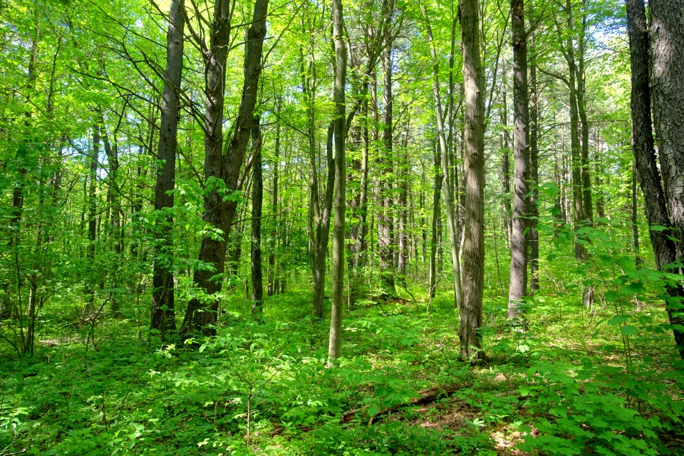 Woods - Doyle Community Park & Center - Leominster, Massachusetts - DSC06374