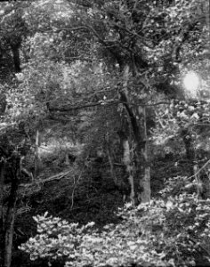 Woodland (1294508)