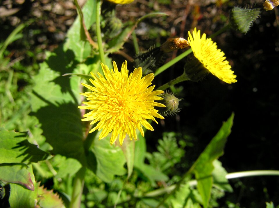 Flowering garden nature