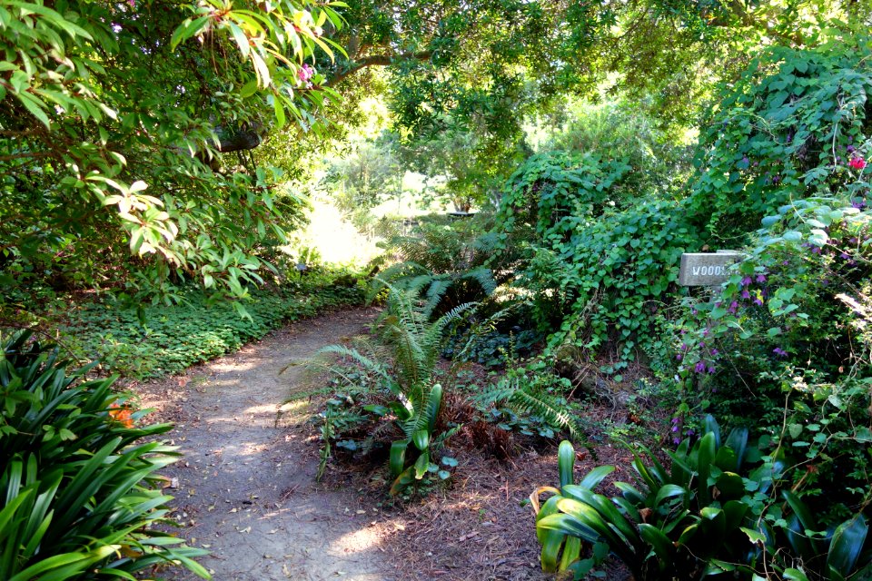 Woodland - Mendocino Coast Botanical Gardens - DSC02082