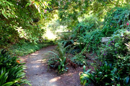 Woodland - Mendocino Coast Botanical Gardens - DSC02082