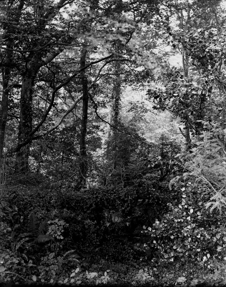 Woodland (1295005)