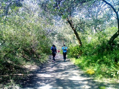Woods of Tlalpan