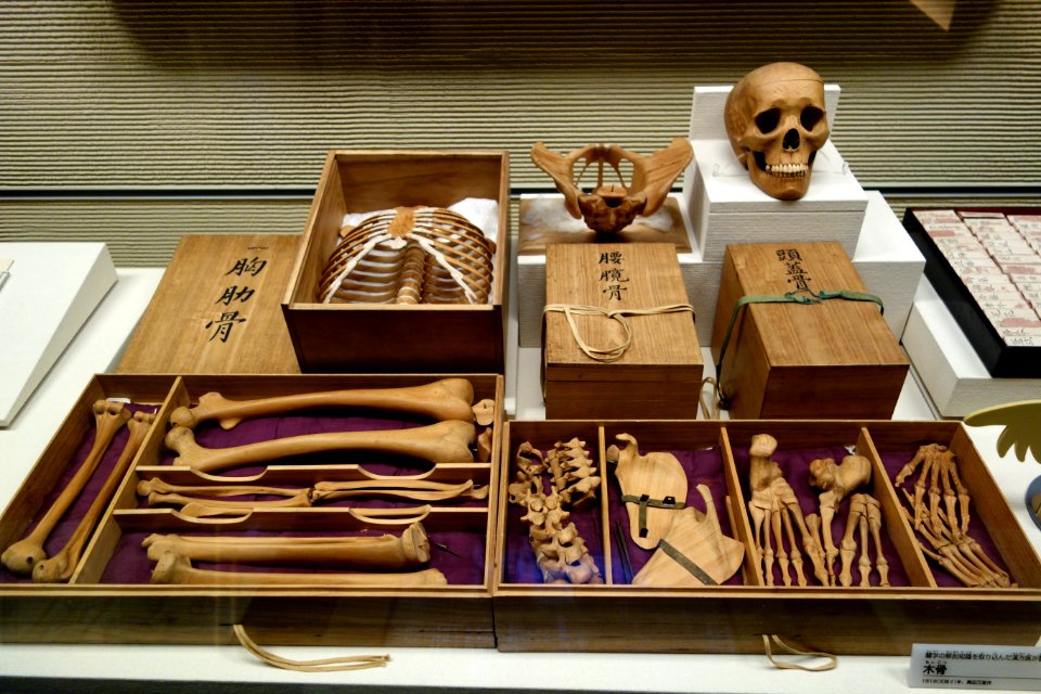 Wooden human skeleton - National Museum of Nature and Science, Tokyo - DSC07439