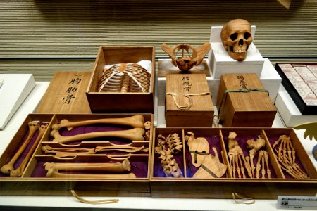 Wooden human skeleton - National Museum of Nature and Science, Tokyo - DSC07439